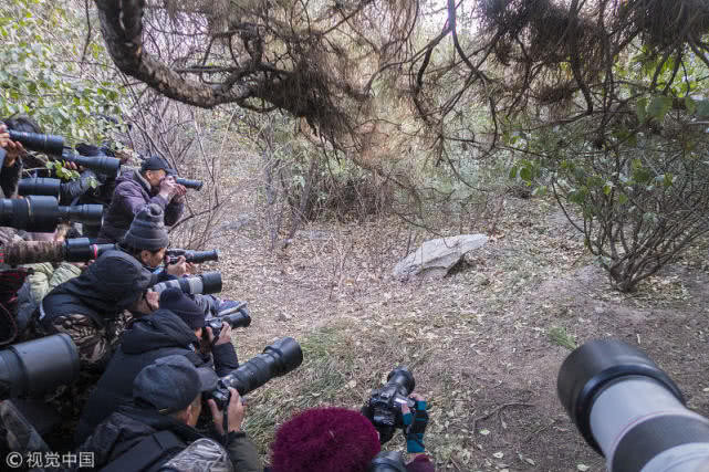La: Con chim lac duong 