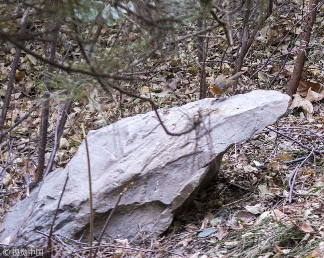 La: Con chim lac duong 