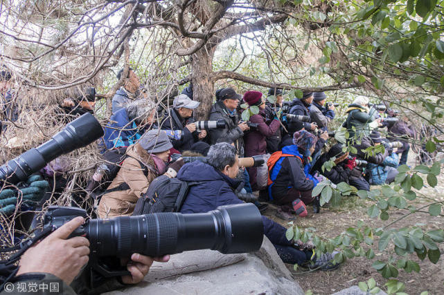 La: Con chim lac duong 