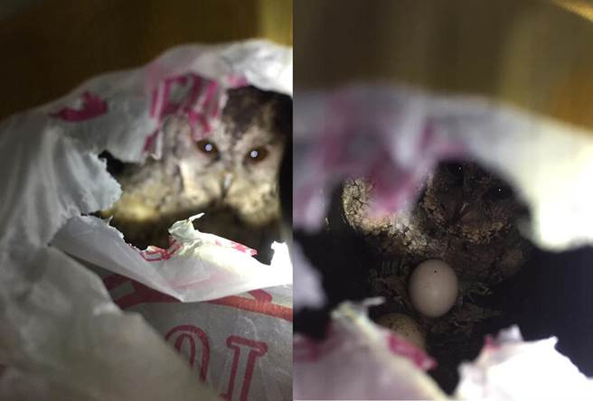 Nghe tieng keu am anh ky la trong nha, kham pha dieu kinh ngac