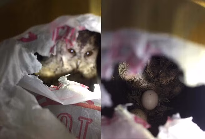 Nghe tieng keu am anh ky la trong nha, kham pha dieu kinh ngac