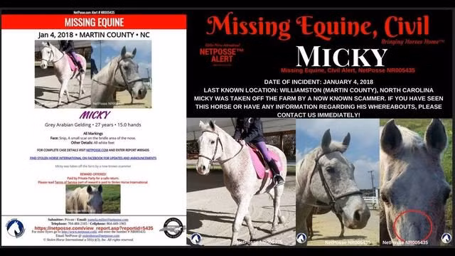 Nu sinh vien thu y cuu chuc con ngua va su that kinh khung-Hinh-2