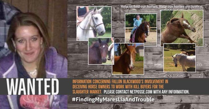 Nu sinh vien thu y cuu chuc con ngua va su that kinh khung