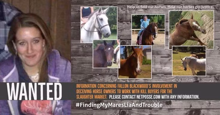 Nu sinh vien thu y cuu chuc con ngua va su that kinh khung