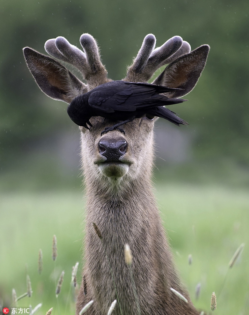 Hình ảnh động vật ấn tượng, nghĩ rằng chỉ cần bịt mắt không nhìn thấy ai thì họ cũng sẽ không nhìn thấy mình, con hươu ngây thơ này quả thực khiến người ta không thể không yêu.