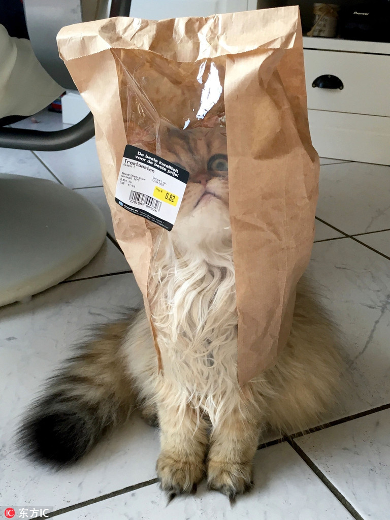 Chui vào túi giấy của chủ nhân và nghĩ rằng mình sẽ không bị tìm thấy, chú mèo nghịch ngợm này không ngờ chiếc túi có phần trong suốt, "tố cáo" sự thất bại của chú ta.