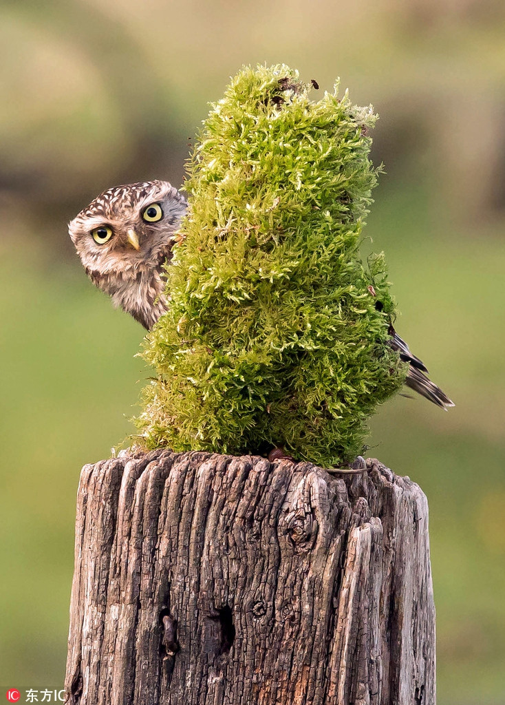 Có kinh nghiệm sống trên cây, con cú này tìm được một nơi trốn hoàn hảo. Tuy nhiên, vì sự hiếu kỳ của mình, nó đã để lộ nơi ẩn nấp lý tưởng.