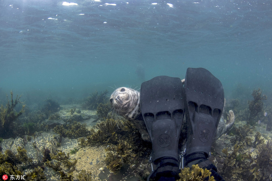 Hải cẩu báo nấp sau chân vịt của thợ lặn, thật lòng muốn chơi ú òa cùng họ.