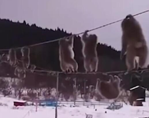 Hien tuong la lung: Khi thong minh sang tao cach di co 