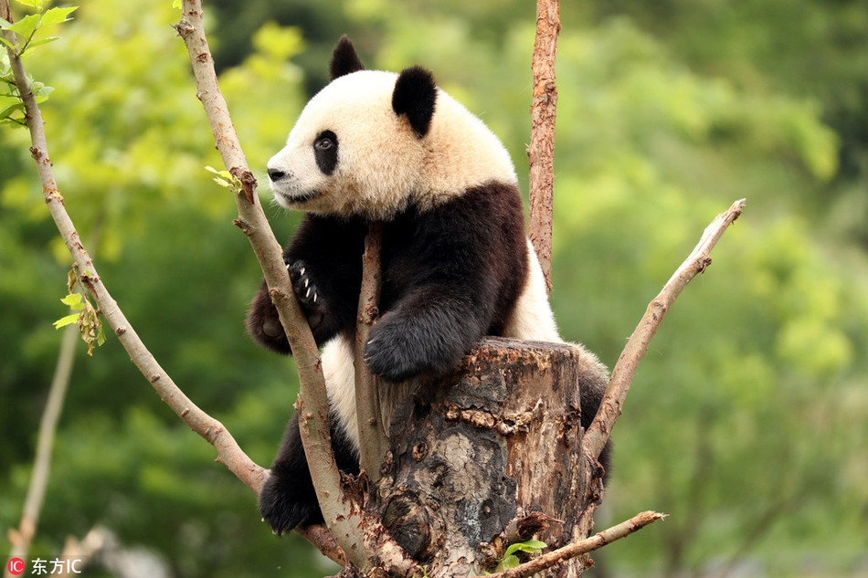 Nổi tiếng là đáng yêu, dù không cố tình tạo dáng thì những hoạt động chơi đùa, leo trèo, ngồi bệt trên nền đất, vắt vẻo trên cây hay la hét của gấu trúc khổng lồ vẫn vô cùng đáng yêu.