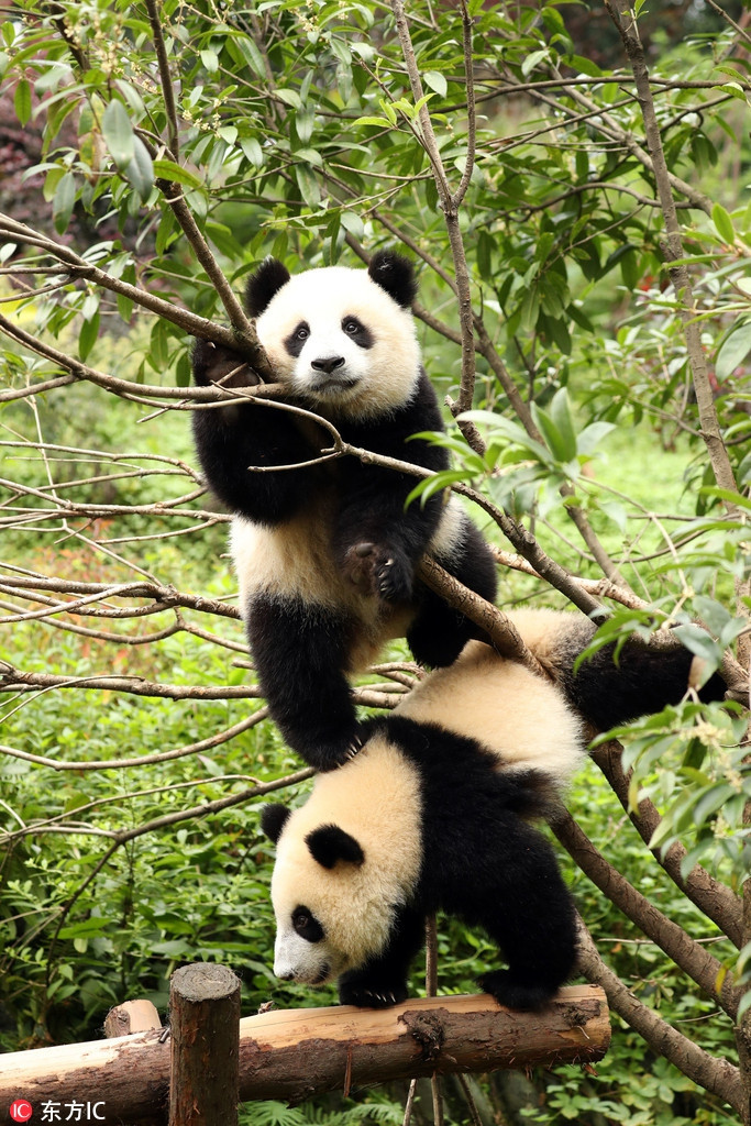 Trong ảnh là khoảnh khắc hai con gấu trúc vị thành niên nghịch ngợm, leo trèo trên cây. Chúng bẩm sinh đã dễ thương nên rất được mọi người yêu thích.