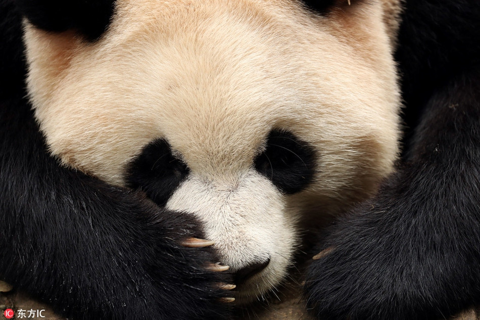 Đặc biệt là sự tương tác của những con gấu trúc con, nhất cử nhất động của chúng để thu hút bởi vẻ đáng yêu trời sinh của mình.