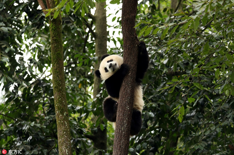 Nhiếp ảnh gia Dafna Ben Nun cho biết, cô rất thích xem những con gấu trúc khổng lồ hoạt động và tương tác với nhau.
