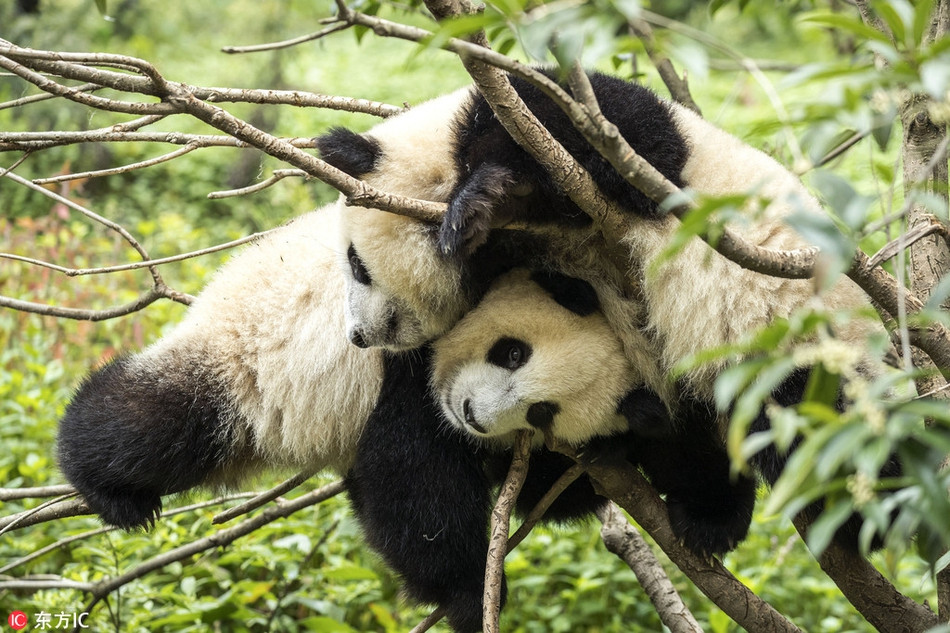 Tương tác của những con gấu trúc trẻ tuổi khiến nhiếp ảnh gia Dafna Ben Nun và ấn tượng mạnh.