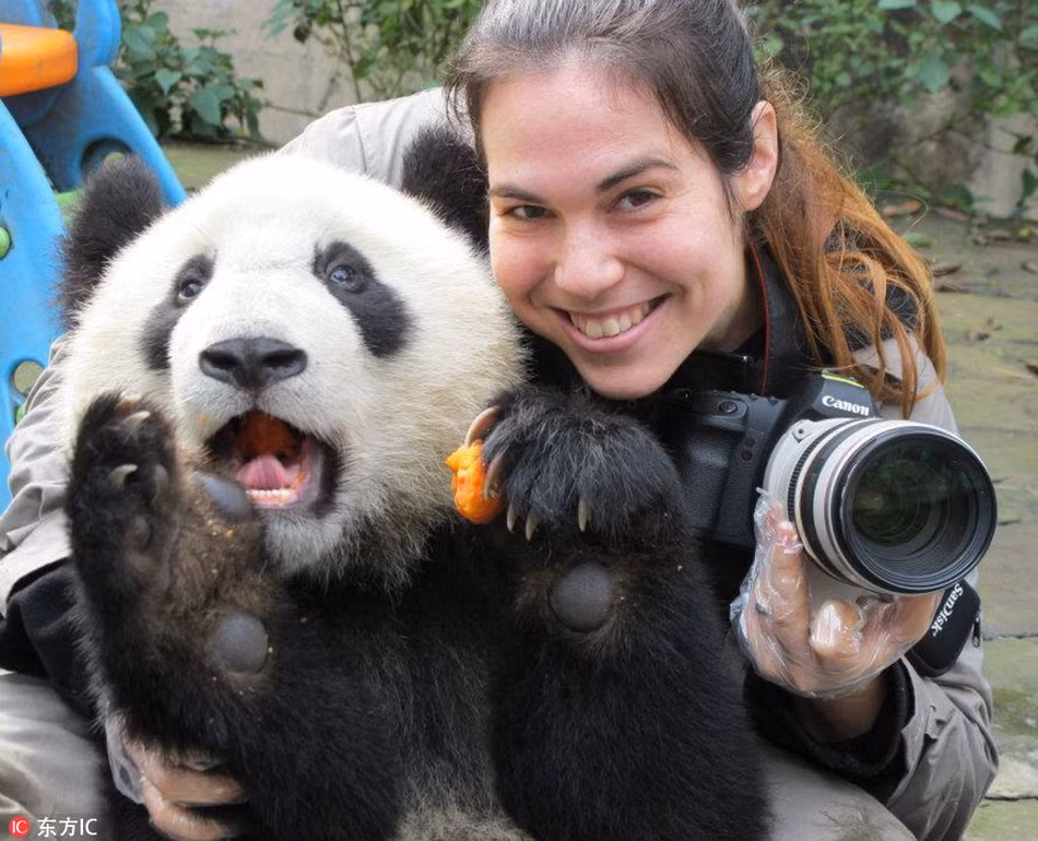 Đáng nói, khi thấy nhiếp ảnh gia người nước ngoài xuất hiện, những con gấu trúc đáng yêu dường như chú ý đến hình ảnh của bản thân hơn.