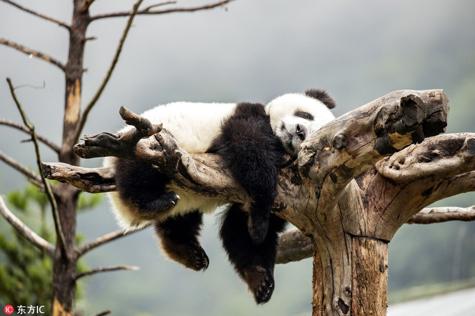 Nằm ườn trên cây lười biếng, gấu trúc cười nhẹ để che giấu sự xấu hổ của mình.