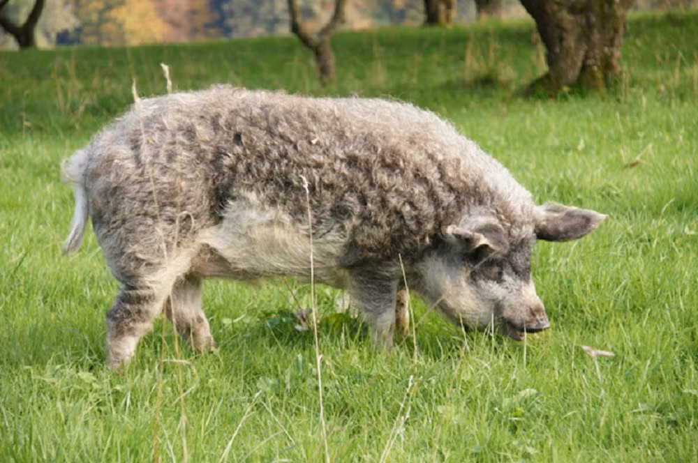 Loài này cũng sở hữu trí thông minh vượt trội so với các loài lợn khác, chính vì thế chúng còn nổi tiếng là loài lợn đáng yêu như cừu và thông minh như chó.
