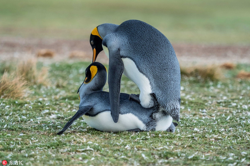 Nó quyết tâm làm người thứ ba chen vào, phá hoại sự lãng mạn.