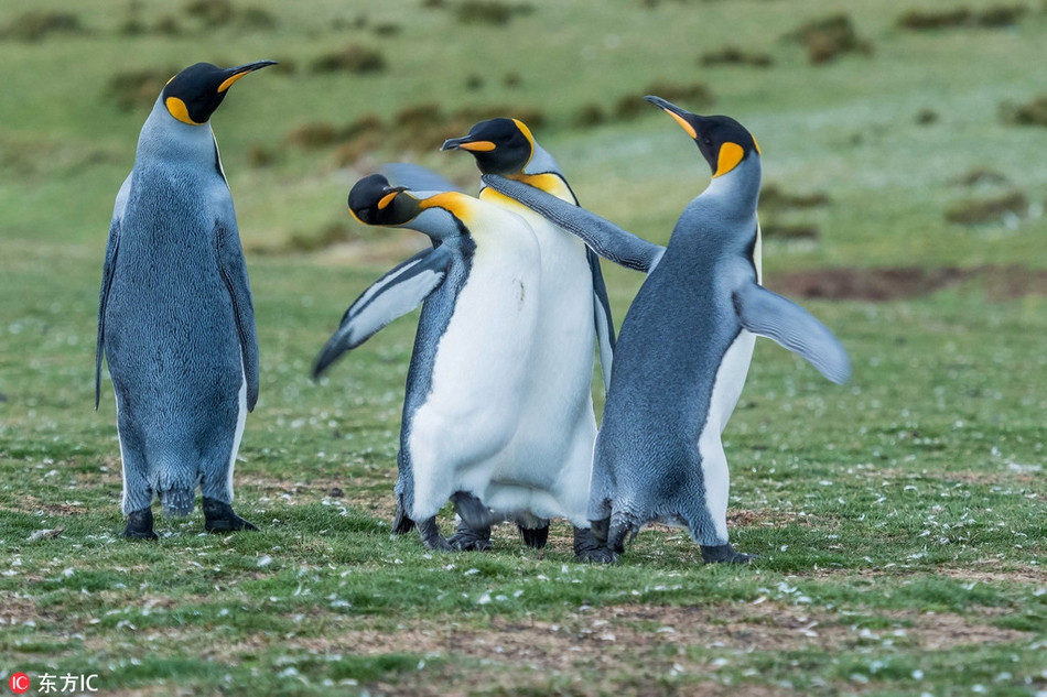 Mới đây, trong lúc khám phá thiên nhiên hoang dã vùng quần đảo Falkland, nhiếp ảnh gia Derek Pettersson đã chụp được những hình ảnh thú vị về đời sống, sinh hoạt của những con chim cánh cụt.