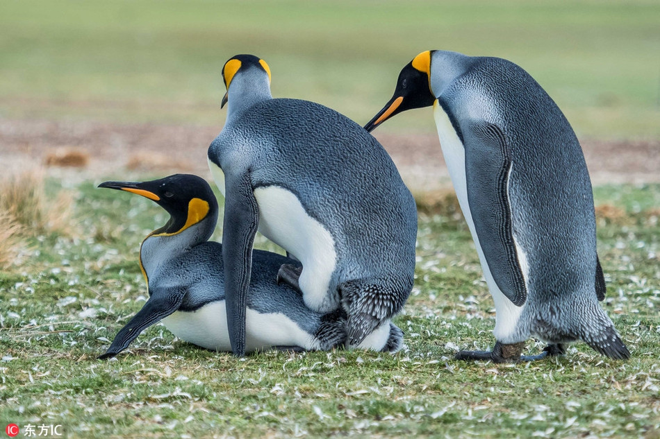 Có thể thấy, con chim cánh cụt "người thứ ba" không chịu bỏ cuộc, nó cố gắng cạnh tranh với chim cánh cụt trống, đồng thời dụ dỗ chim cánh cụt mái.
