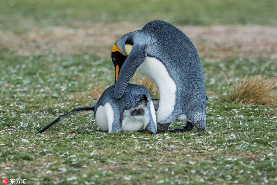Những tưởng sự việc đã an bài, ai về nhà nấy, một con chim cánh cụt trống khác vẫn không cam chịu.