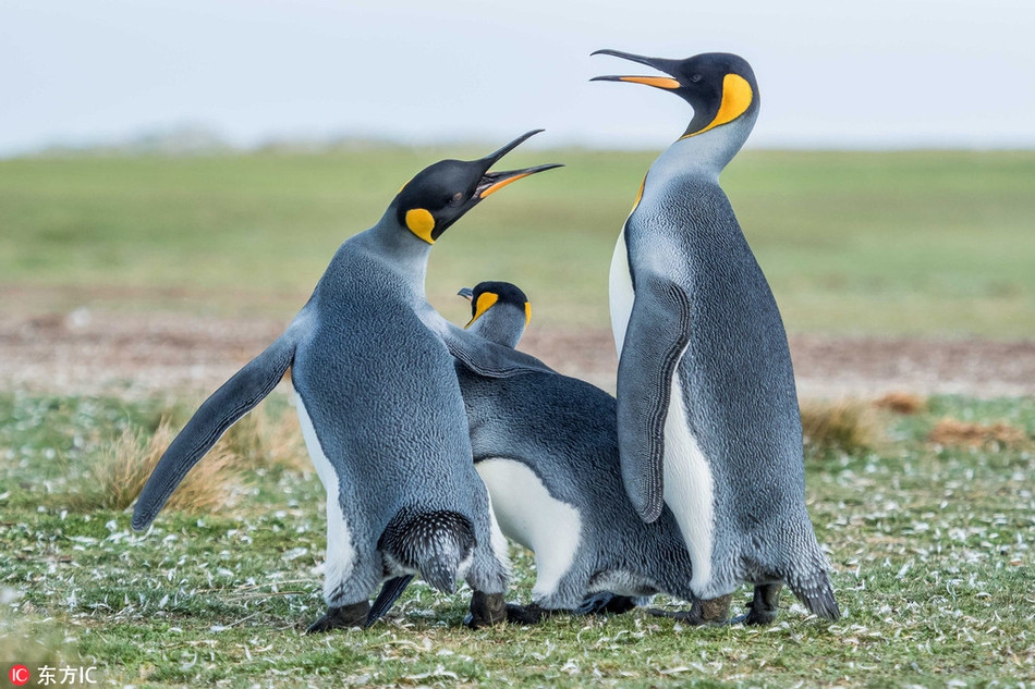 Bực bội vì màn yêu đương thân mật của mình bị phá quấy, nhịn không nổi nữa, con chim cánh cụt trống quay người lại la hét, gây hấn, sẵn sàng chiến với chim cánh cụt đang dày mặt cố làm "người thứ ba".