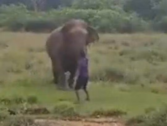 Co gang thoi mien voi, nguoi dan ong nhan ket kinh hoang-Hinh-4