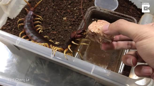 Nuoi ret doc khong lo, 