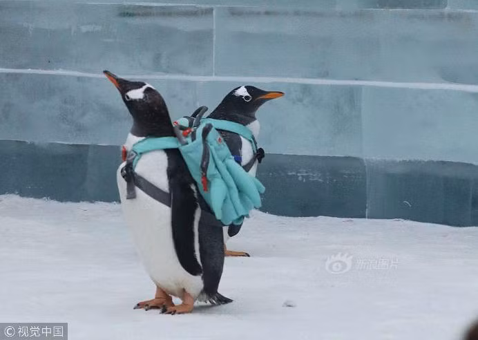 Giua bang tuyet tho mong, chim canh cut deo ba lo noi nhu con