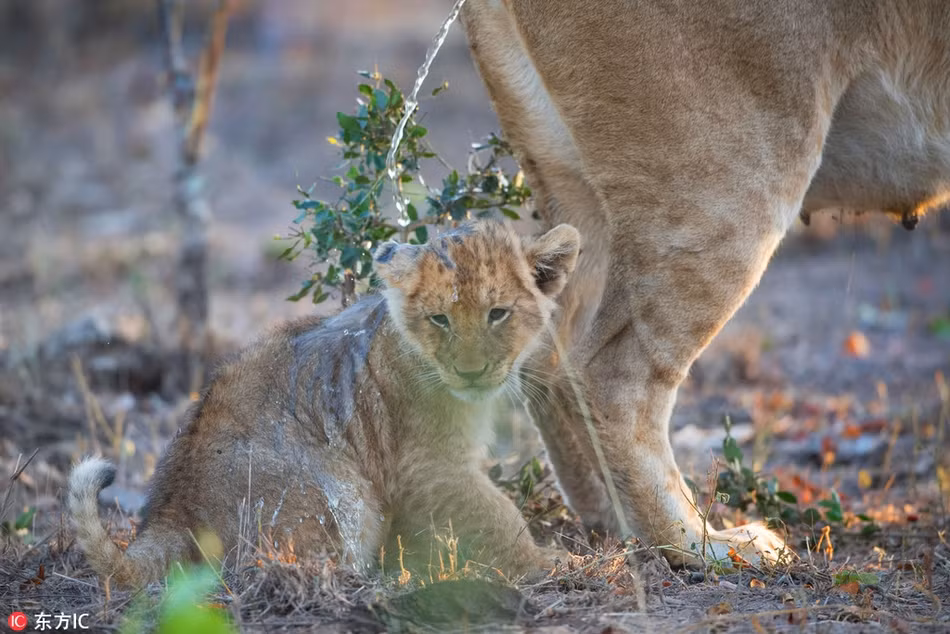 Sư tử con với vẻ mặt cực kỳ chịu đựng khi bị sư tử mẹ tiểu lên đầu chỉ vì không chú ý chỗ đứng. Đây có lẽ là bài học nhớ đời của nó.
