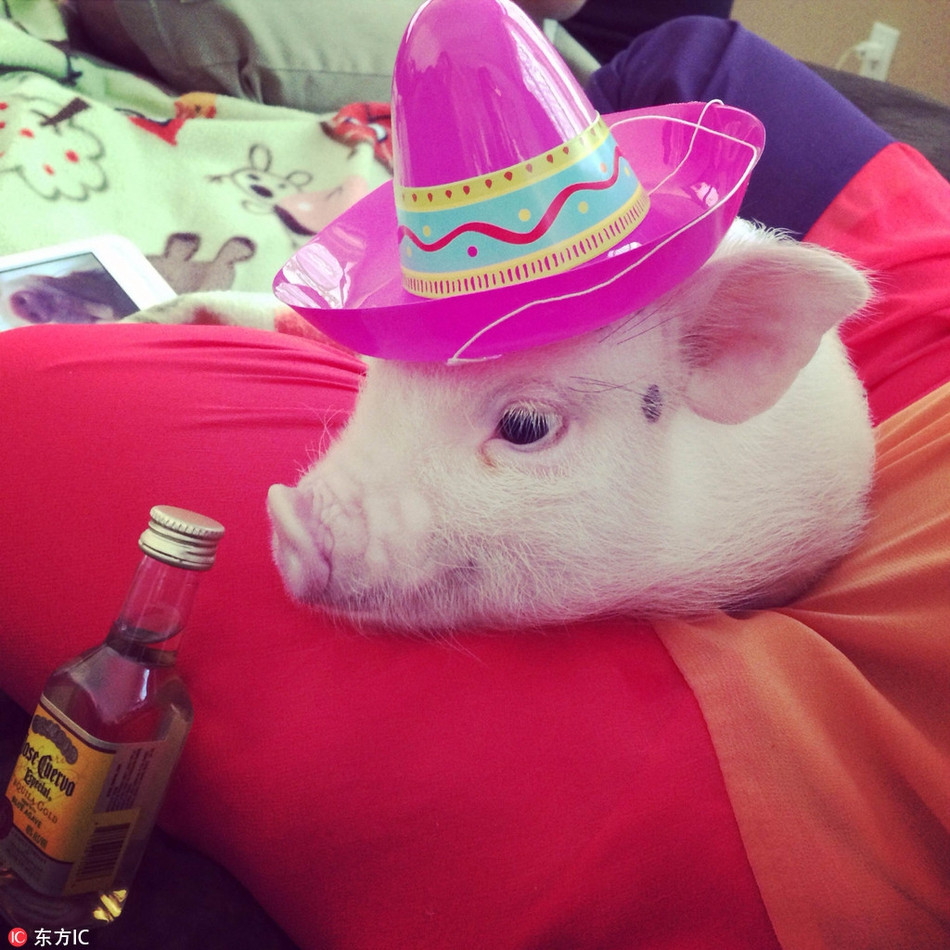 Với tình yêu động vật to lớn, cặp vợ chồng thường xuyên chăm chút và cho lợn cưng Hamlet diện những bộ quần áo đẹp đẽ, bắt mắt.