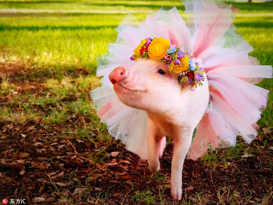 Với phong cách thời trang cực kỳ ấn tượng, từ những chiếc váy đầm, áo thun đến cả phụ kiện mắt kính, khăn choàng, nhiều người nhận xét Hamlet là cô lợn sành điệu và phong cách nhất Instagram.