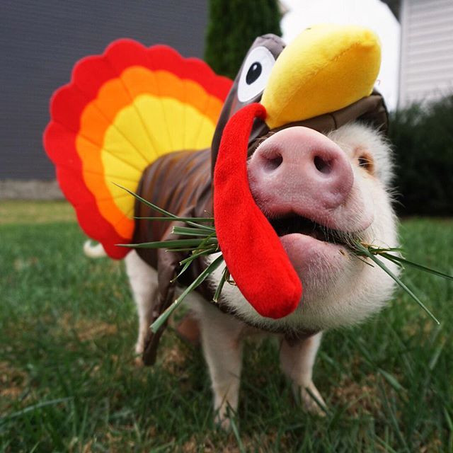 Trong ảnh là cô lợn Hamlet vui vẻ khi được chủ nhân diện cho bộ đồ gà tây rực rỡ và nổi bật.