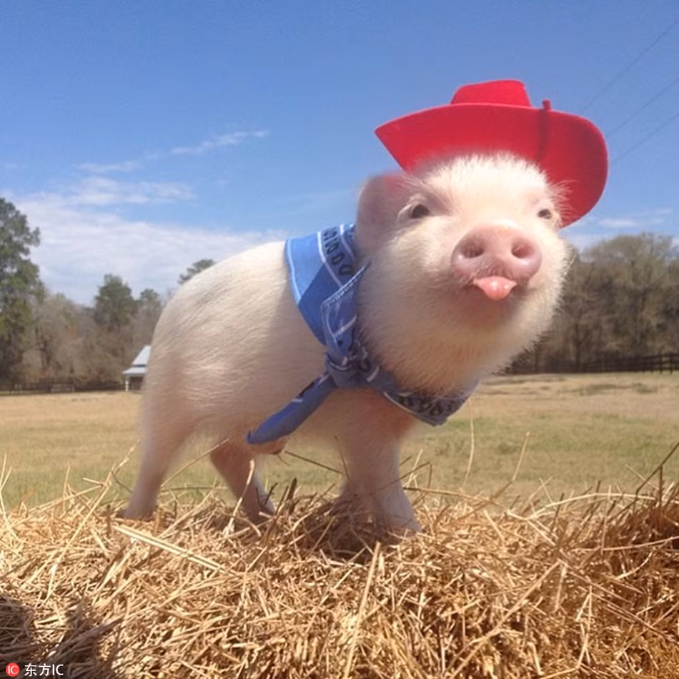 Tên tuổi của cô lợn thời trang Hamlet cũng ngày một nổi tiếng, số người theo dõi trang Instagram của Hamlet tăng theo cấp số nhân. Hiện tại, số người theo dõi đã lên tới gần 350.000 người.