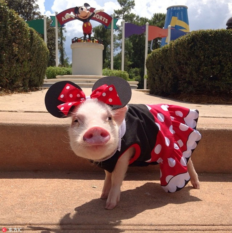 Cô Melanie, chủ nhân của Hamlet cho biết, hai vợ chồng rất bất ngờ khi những hình ảnh của Hamlet được lan truyền rất nhanh, khiến lợn cưng trở thành ngôi sao động vật.