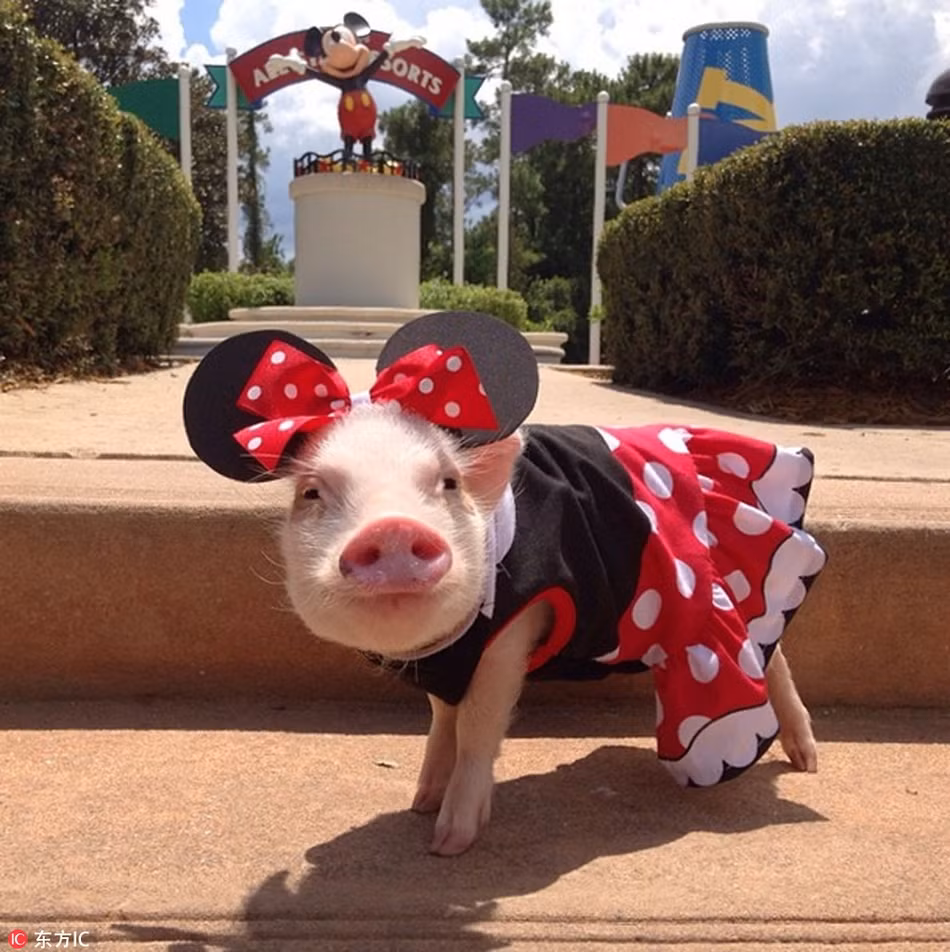 Cô Melanie, chủ nhân của Hamlet cho biết, hai vợ chồng rất bất ngờ khi những hình ảnh của Hamlet được lan truyền rất nhanh, khiến lợn cưng trở thành ngôi sao động vật.