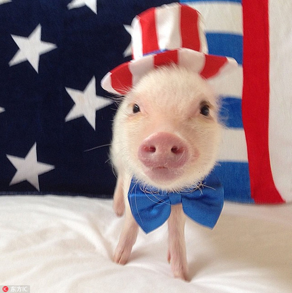 Mỗi bức ảnh, video của cô lợn sành điệu Hamlet đều nhận được hàng chục ngàn lượt yêu thích và chia sẻ.