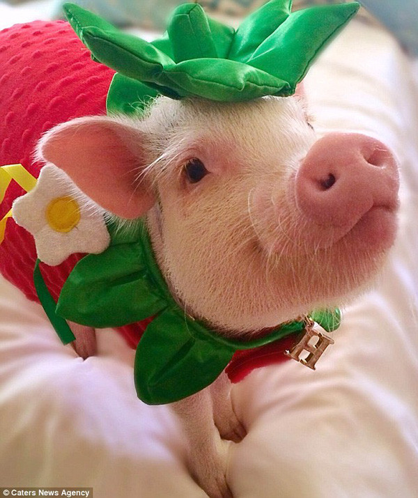 Đi đâu, họ cũng mang Hamlet theo, để cô lợn cưng có thể trải nghiệm được những hành trình mới mẻ và kỳ thú.