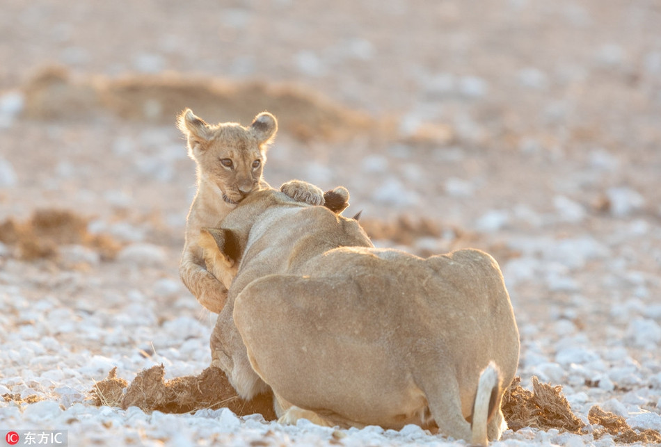 Vua su tu bat luc khi bi con trai choi kham-Hinh-5