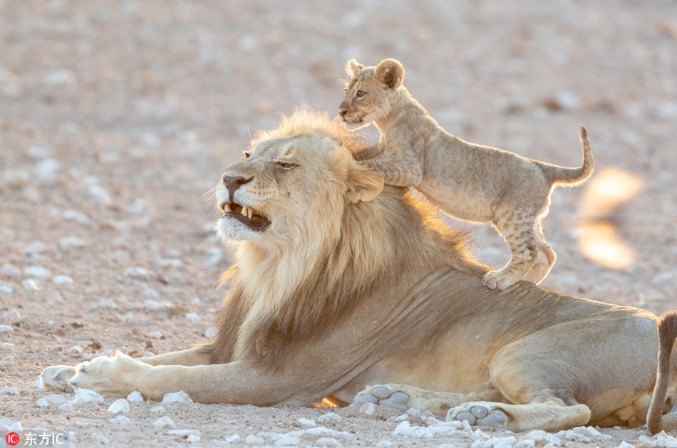 Vua su tu bat luc khi bi con trai choi kham-Hinh-3