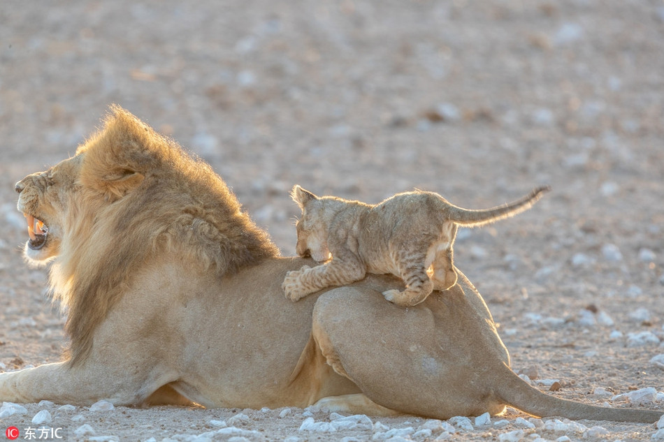 Vua su tu bat luc khi bi con trai choi kham-Hinh-2