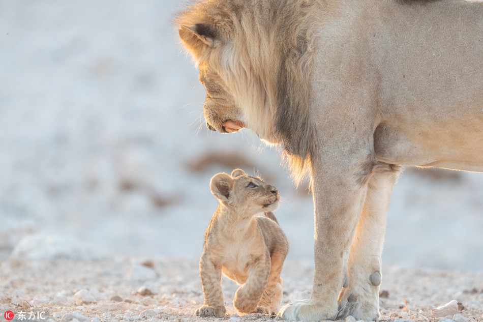 Vua su tu bat luc khi bi con trai choi kham-Hinh-4