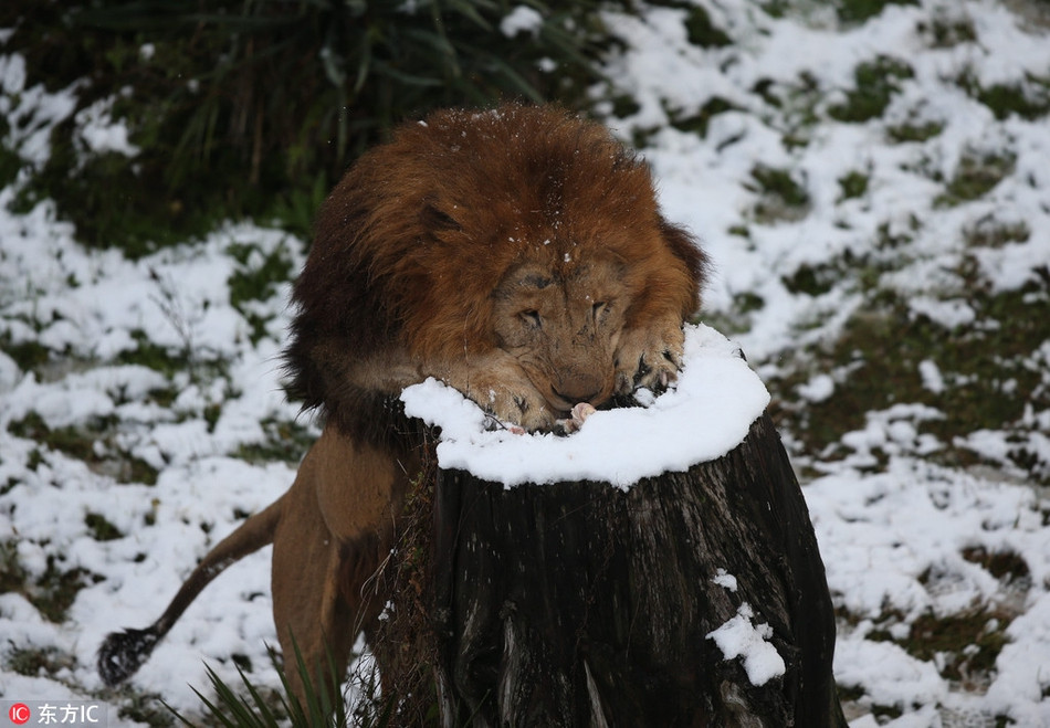 Mới đây, khi tuyết rơi dày ở khu vực Bursa, Thổ Nhĩ Kỳ, các du khách ghé thăm vườn thú địa phương có dịp được chứng kiến cảnh tượng thú vị, khi những con vua sư tử chơi đùa không biết mệt trên nền tuyết trắng.