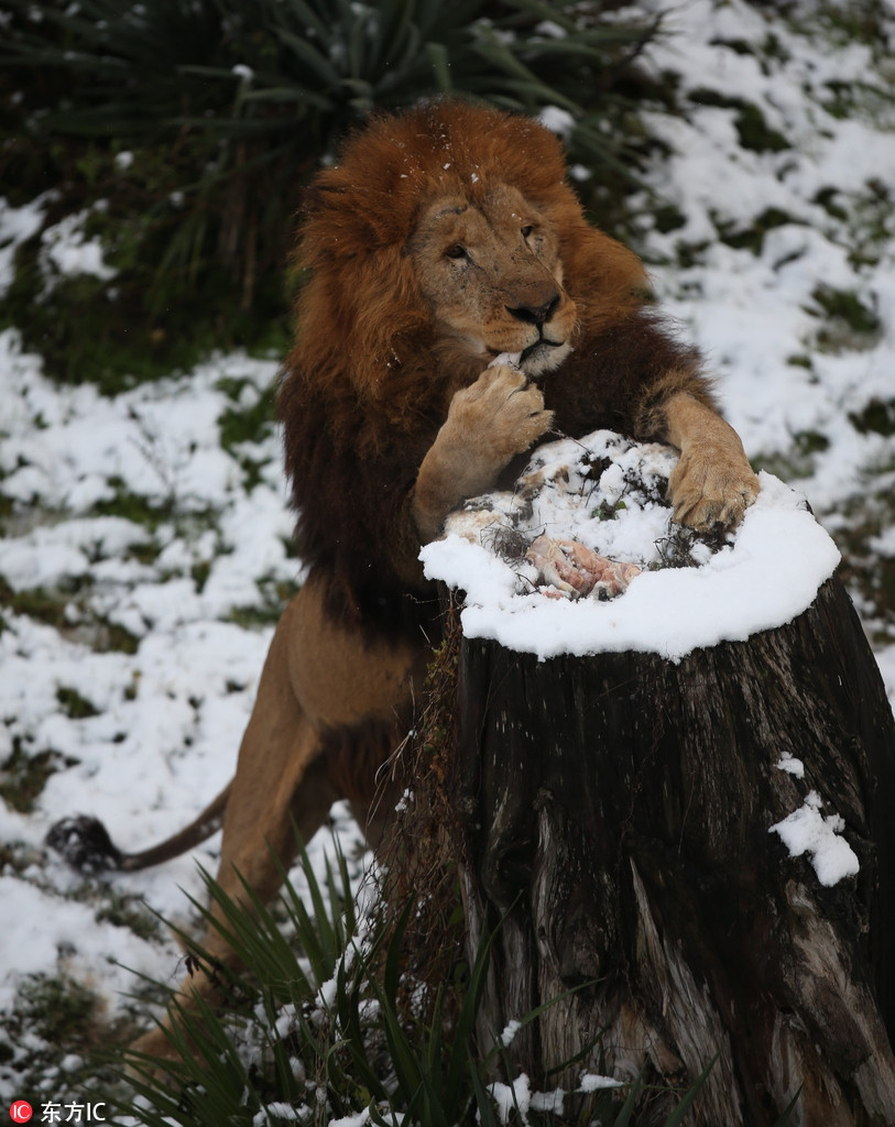 Một trong những con sư tử đực thậm chí còn thử nếm tuyết. Nó thò móng vuốt ra ngoài, lấy những đụn tuyết nhỏ và cho vào mồm nhấm nháp, dáng vẻ rất thưởng thức.