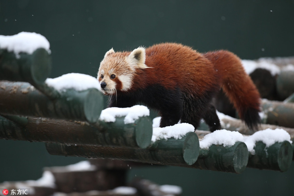 Bên cạnh sư tử tò mò và hiếu kỳ với tuyết, những động vật khác trong sở thú cũng hứng khởi chẳn kém. Trong ảnh là một con gấu trúc đỏ đang dạo bước trên cầu dây phủ đầy tuyết.