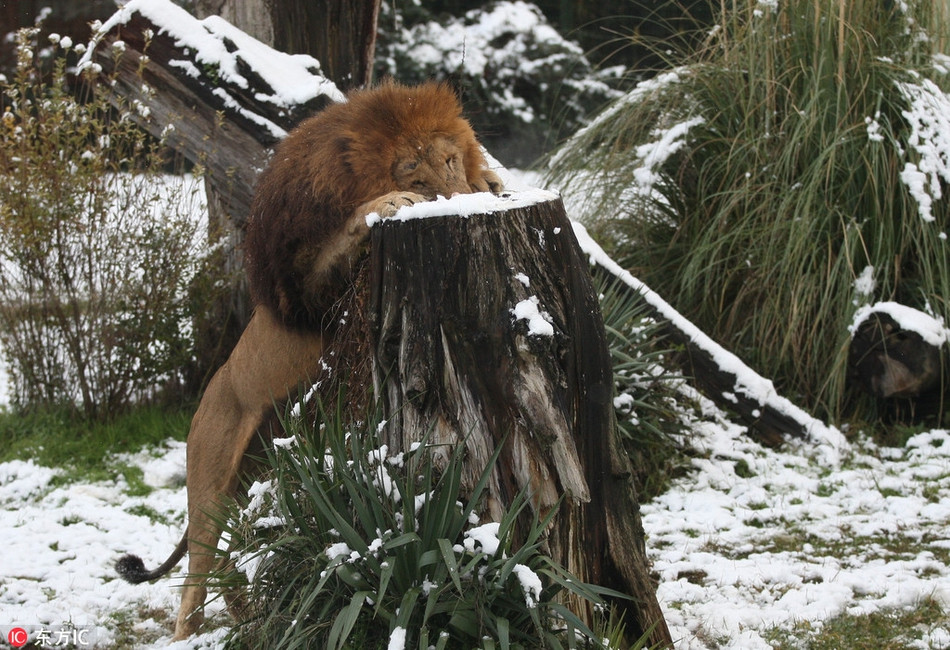 Chúng lao ra giữa trời lạnh giá, háo hức nô đùa, nghịch tuyết như trẻ nhỏ.
