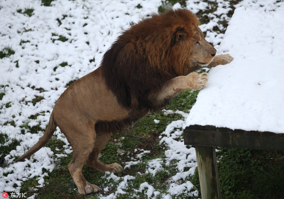Hết nhảy lên lại nhảy xuống, dường như con sư tử đực này có niềm đam mê bất tận với những bông tuyết trắng mềm xốp và lạnh băng.