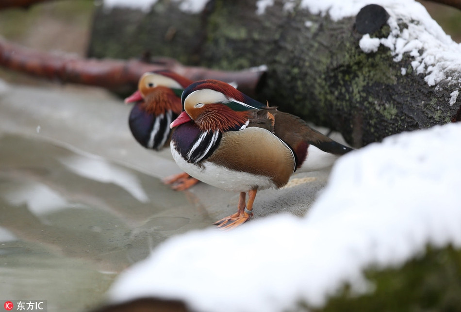 Vịt uyên ương xinh đẹp cũng cậy có một bộ lông vũ ấm áp, không ngại thưởng thức ngày tuyết rơi cùng các loài động vật khác.