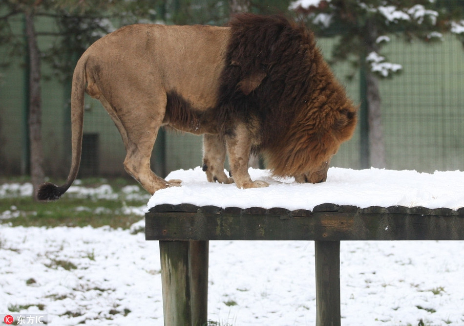 Theo thông tin đăng tải, tuy rằng đây không phải là lần đầu tiên sư tử ở vườn thú Bursa nhìn thấy tuyết thế nhưng khi tuyết rơi, những con sư tử vẫn không thể kiềm chế niềm yêu thích của mình.