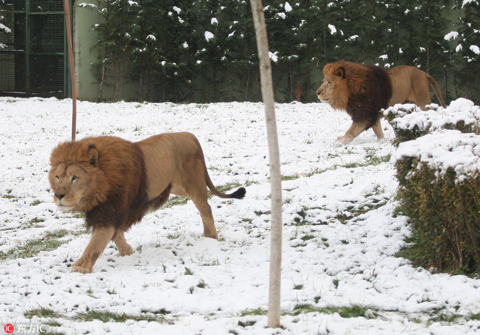 Trong khi đó, những con sư tử khác cũng không nén nổi sự tò mò, chúng tận hưởng từng chút một sự mới mẻ khi tuyết rơi.